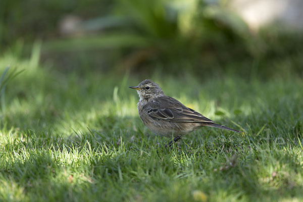 Bergpieper (Anthus spinoletta)