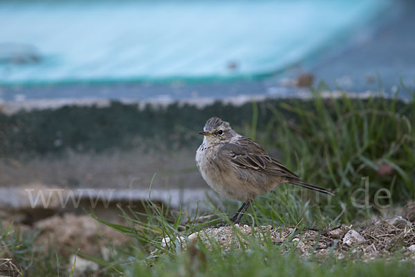 Bergpieper (Anthus spinoletta)