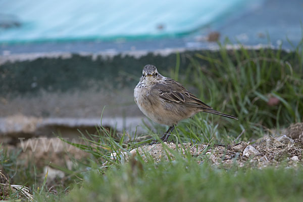 Bergpieper (Anthus spinoletta)