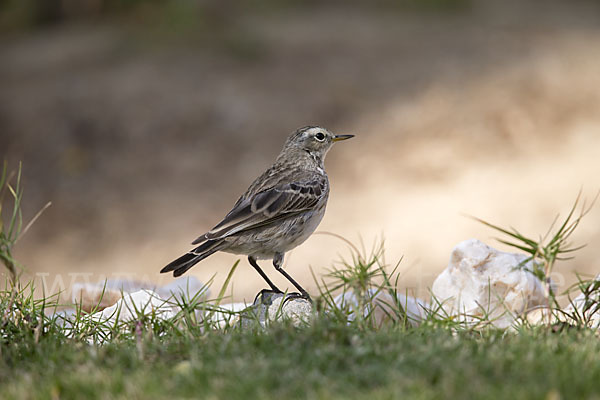 Bergpieper (Anthus spinoletta)