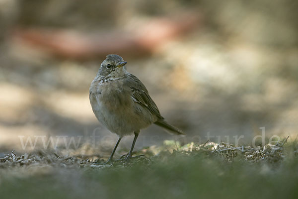 Bergpieper (Anthus spinoletta)