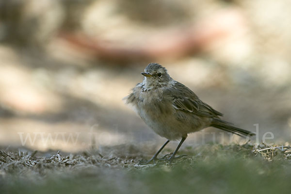 Bergpieper (Anthus spinoletta)