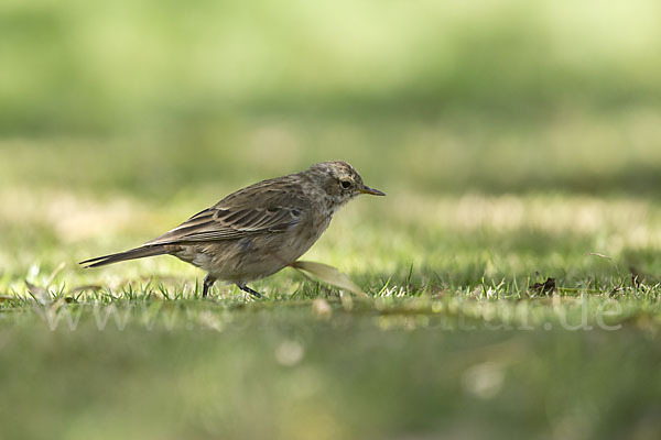 Bergpieper (Anthus spinoletta)