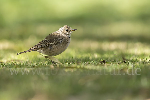 Bergpieper (Anthus spinoletta)