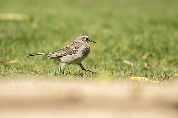 Bergpieper (Anthus spinoletta)