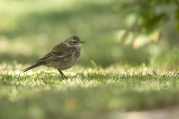 Bergpieper (Anthus spinoletta)