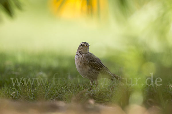 Bergpieper (Anthus spinoletta)