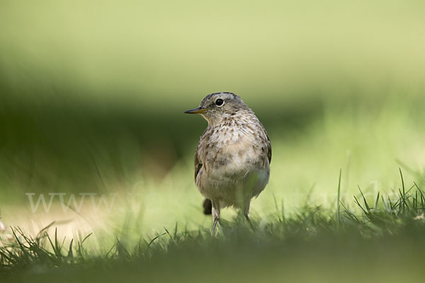 Bergpieper (Anthus spinoletta)