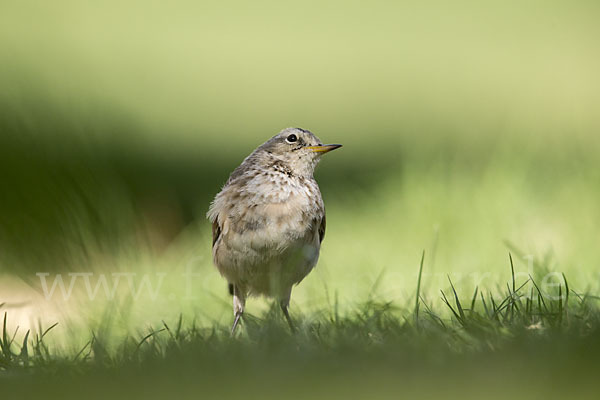 Bergpieper (Anthus spinoletta)