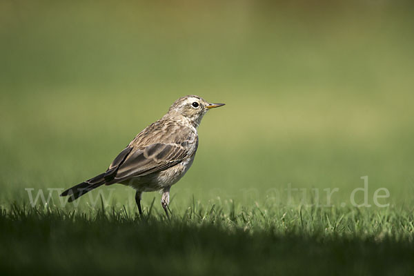 Bergpieper (Anthus spinoletta)