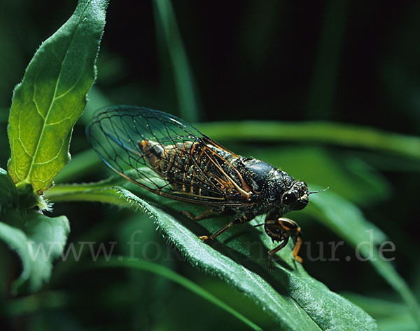 Bergzikade (Cicadetta montana)