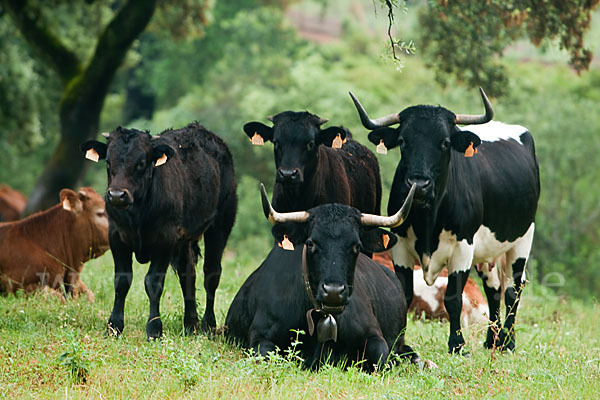Berrendo-Rind (Bos taurus sspec.2)