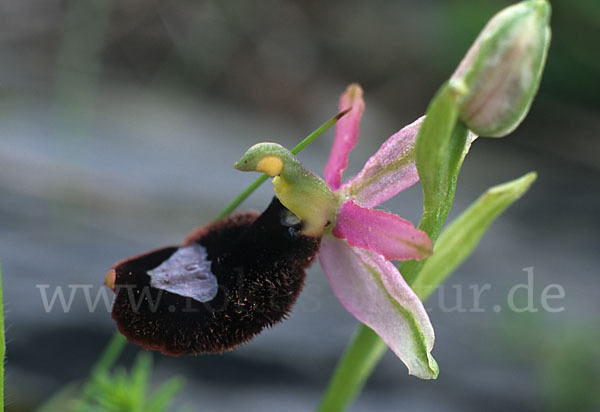 Bertolonii-ähnliche Ragwurz (Ophrys bertoloniiformis)