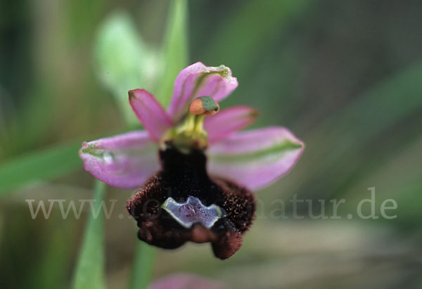 Bertolonii-ähnliche Ragwurz (Ophrys bertoloniiformis)