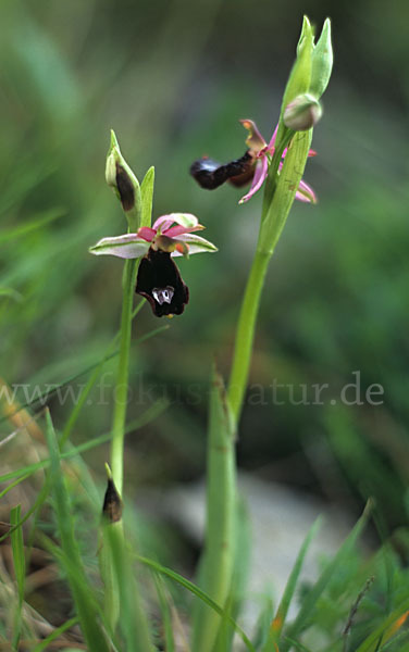 Bertolonii-ähnliche Ragwurz (Ophrys bertoloniiformis)