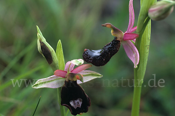 Bertolonii-ähnliche Ragwurz (Ophrys bertoloniiformis)