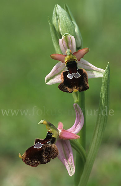 Bertolonis Ragwurz (Ophrys bertolonii)