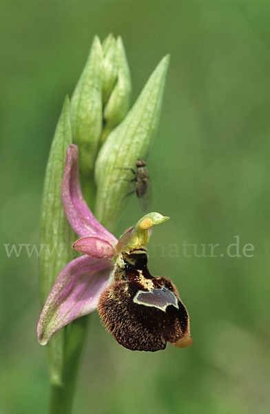 Bertolonis Ragwurz (Ophrys bertolonii)