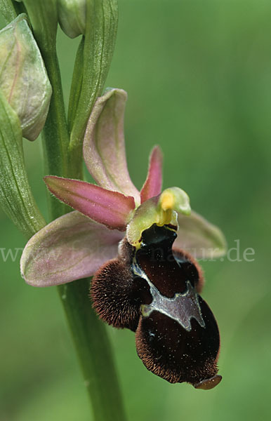 Bertolonis Ragwurz (Ophrys bertolonii)