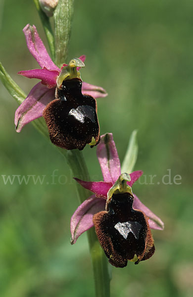 Bertolonis Ragwurz (Ophrys bertolonii)