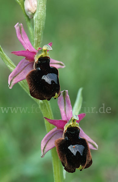 Bertolonis Ragwurz (Ophrys bertolonii)