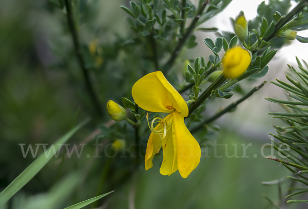 Besenginster (Cytisus scoparius)