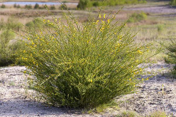 Besenginster (Cytisus scoparius)