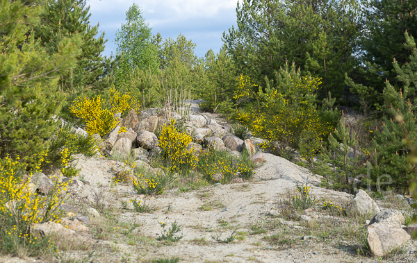 Besenginster (Cytisus scoparius)