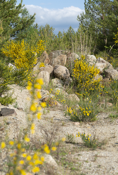 Besenginster (Cytisus scoparius)