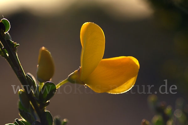 Besenginster (Cytisus scoparius)