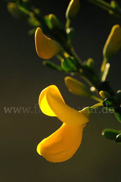 Besenginster (Cytisus scoparius)