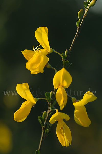 Besenginster (Cytisus scoparius)