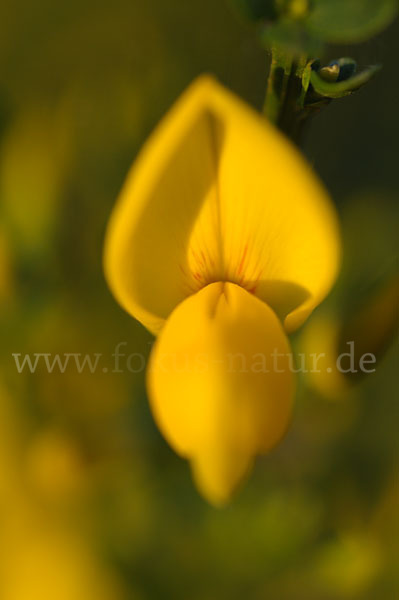 Besenginster (Cytisus scoparius)