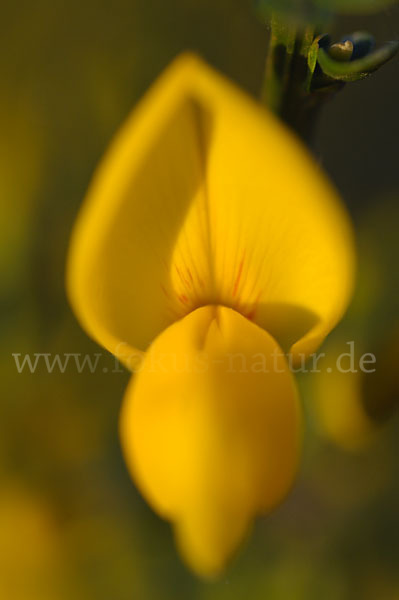 Besenginster (Cytisus scoparius)