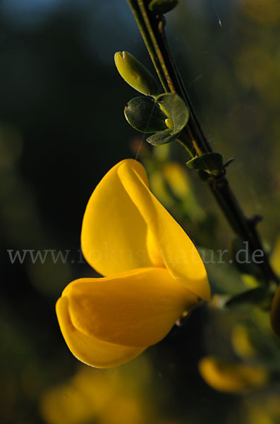 Besenginster (Cytisus scoparius)