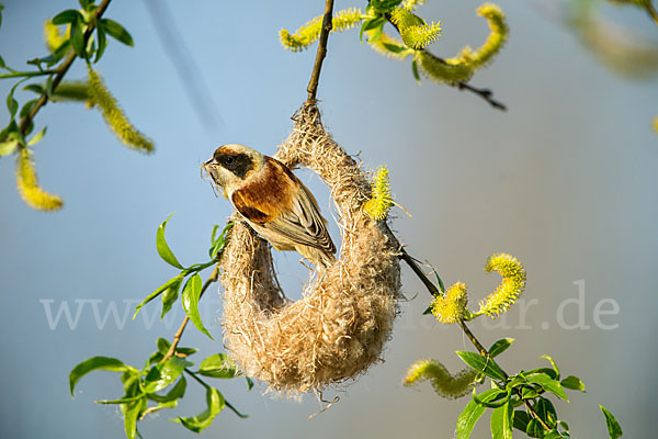 Beutelmeise (Remiz pendulinus)