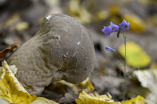 Beutelstäubling (Lycoperdon excipuliforme)