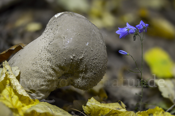 Beutelstäubling (Lycoperdon excipuliforme)