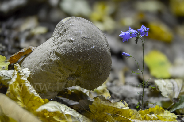 Beutelstäubling (Lycoperdon excipuliforme)