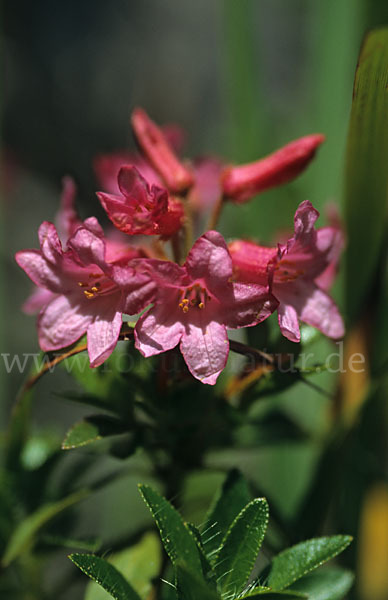 Bewimperte Alpenrose (Rhododendron hirsutum)