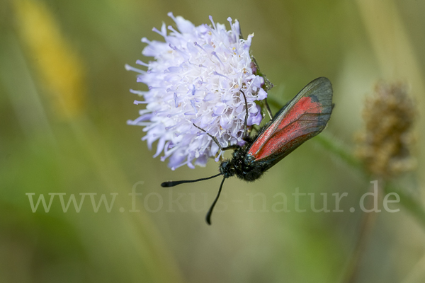 Bibernell-Widderchen (Zygaena minos)