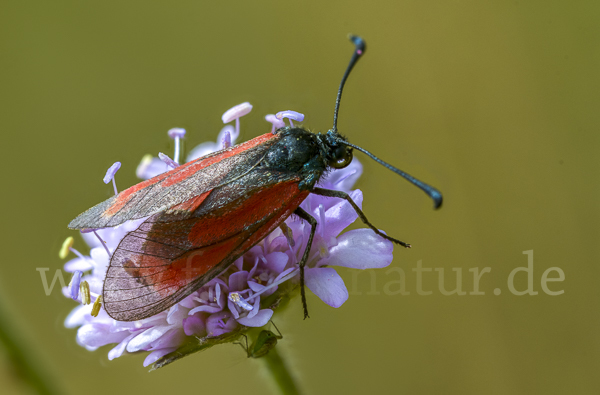 Bibernell-Widderchen (Zygaena minos)