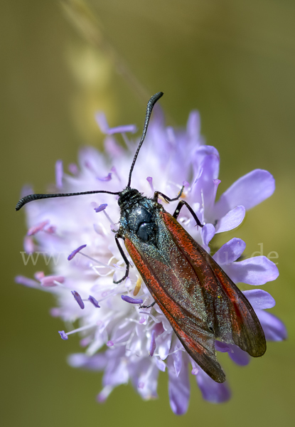 Bibernell-Widderchen (Zygaena minos)