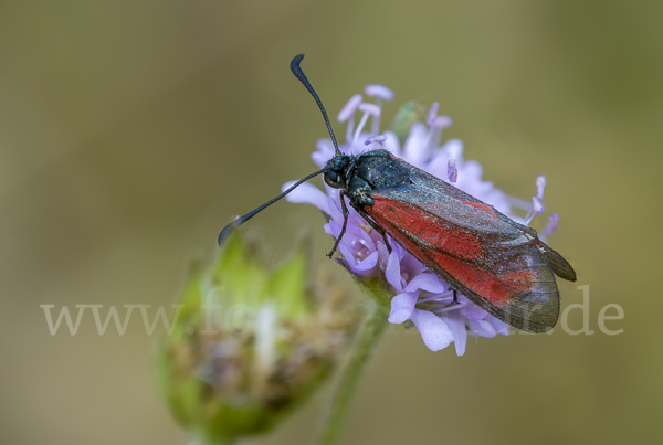 Bibernell-Widderchen (Zygaena minos)