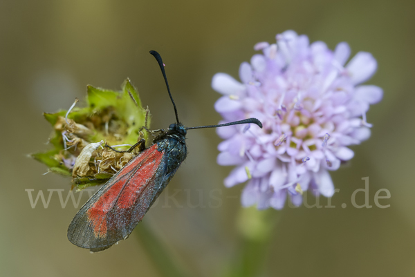 Bibernell-Widderchen (Zygaena minos)