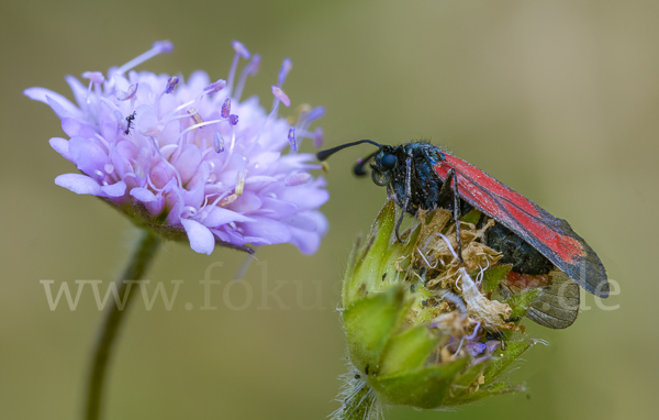 Bibernell-Widderchen (Zygaena minos)