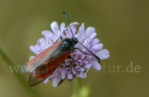 Bibernell-Widderchen (Zygaena minos)