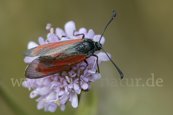 Bibernell-Widderchen (Zygaena minos)