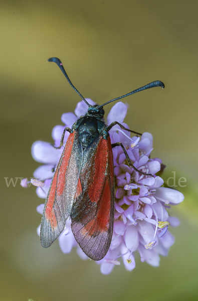 Bibernell-Widderchen (Zygaena minos)