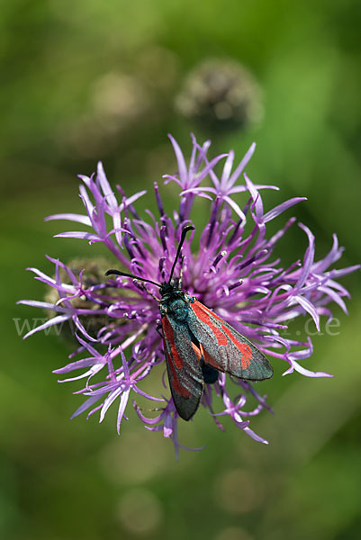 Bibernell-Widderchen (Zygaena minos)